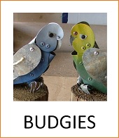 Budgies