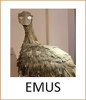 Emus