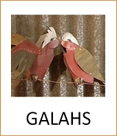 Galahs