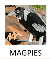 Magpies
