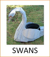 Swans